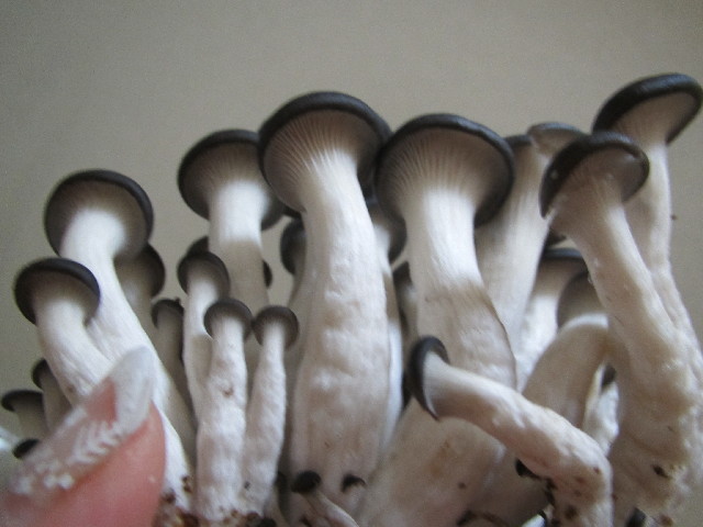 ファイル 2863-4.jpg