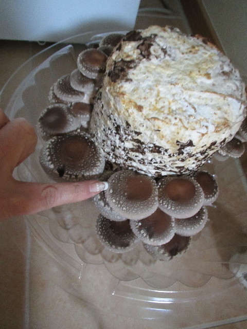 ファイル 2866-1.jpg