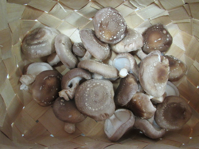 ファイル 2870-5.jpg