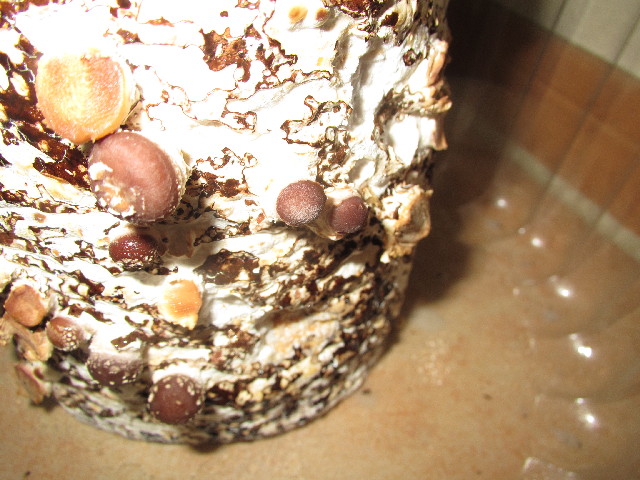 ファイル 2877-5.jpg