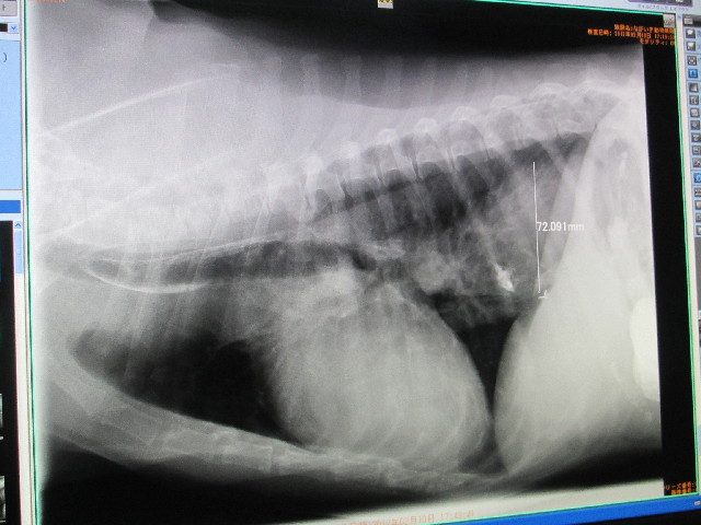 ファイル 2896-3.jpg