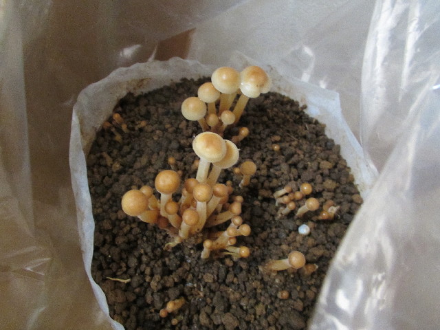 ファイル 2898-3.jpg