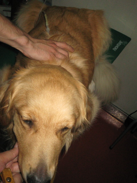 ファイル 290-4.jpg