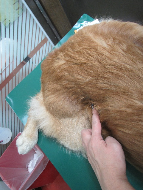 ファイル 2912-2.jpg