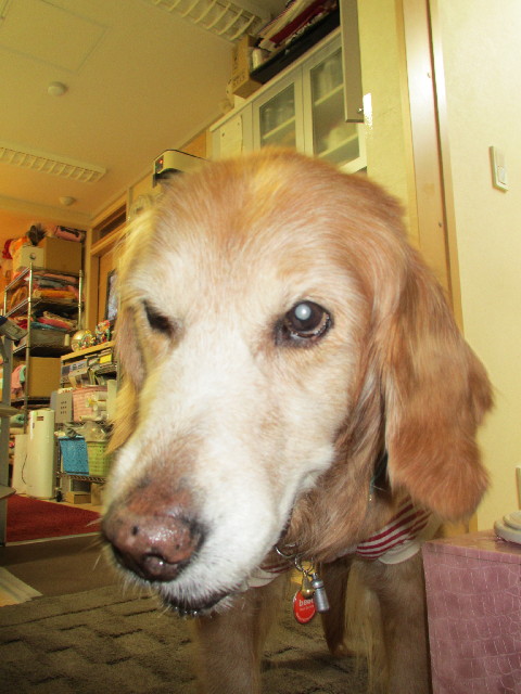 ファイル 2918-3.jpg