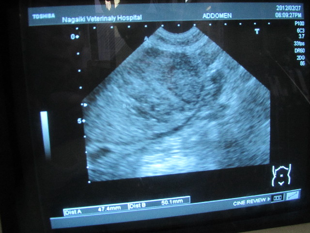 ファイル 2921-1.jpg