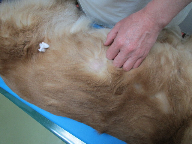 ファイル 2921-2.jpg