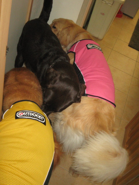 ファイル 293-1.jpg