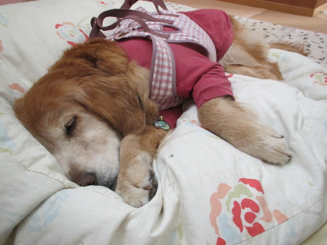 ファイル 2931-2.jpg