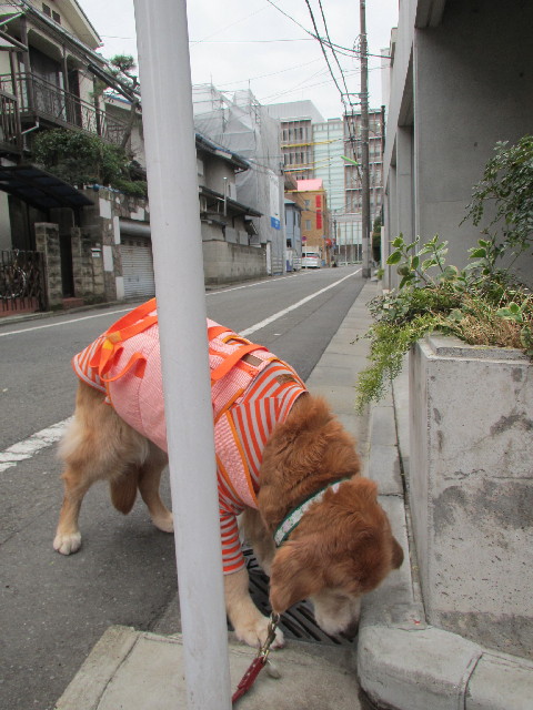 ファイル 2935-1.jpg