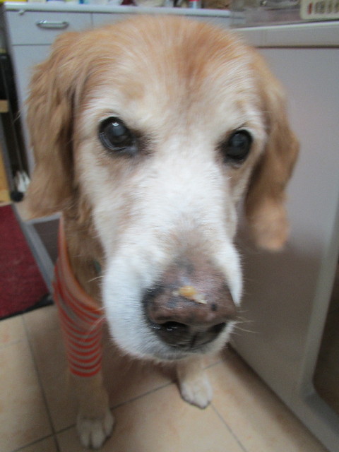 ファイル 2937-2.jpg