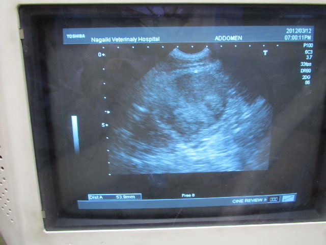 ファイル 2941-1.jpg