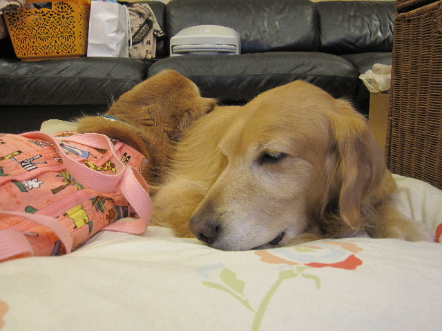 ファイル 2950-5.jpg