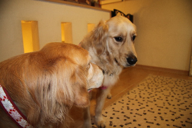 ファイル 2954-5.jpg