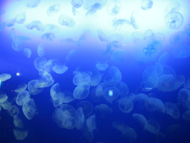 ファイル 2959-1.jpg