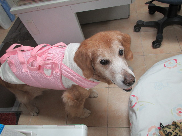 ファイル 2972-3.jpg