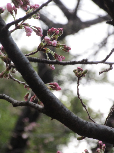 ファイル 2976-3.jpg