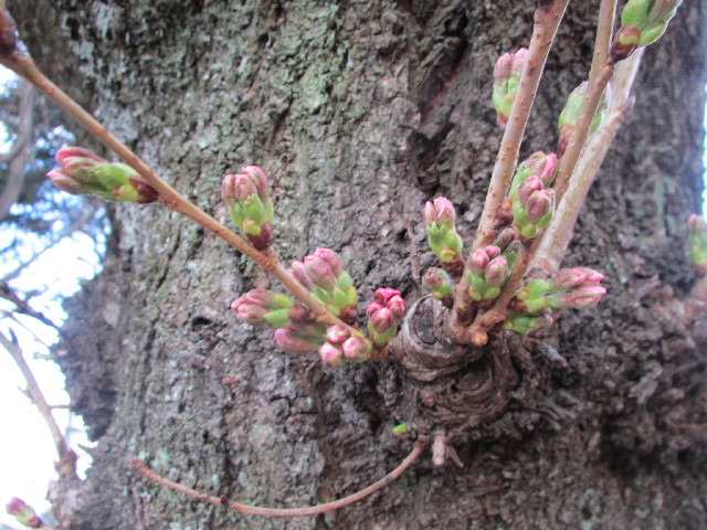 ファイル 2976-5.jpg