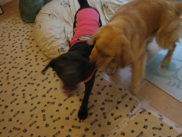 ファイル 298-3.jpg