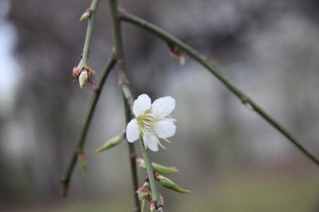 ファイル 2990-4.jpg