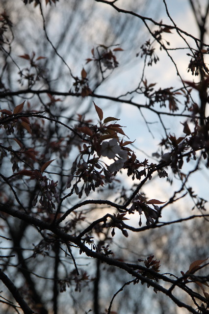 ファイル 2990-5.jpg