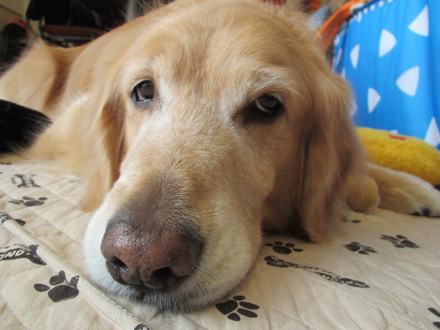 ファイル 2996-1.jpg