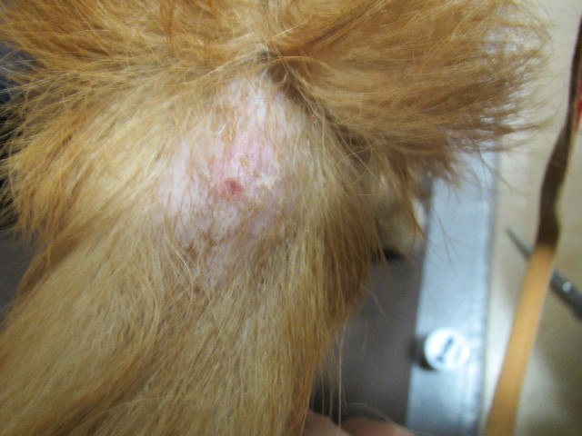 ファイル 2999-1.jpg