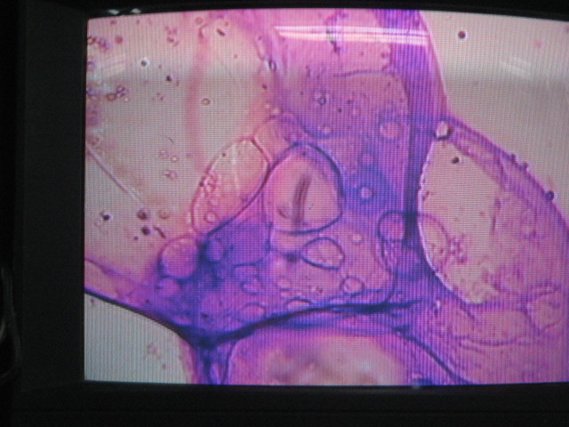 ファイル 306-5.jpg