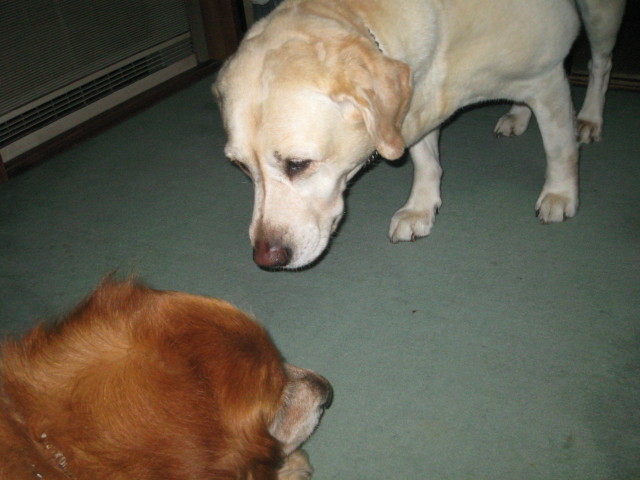 ファイル 307-2.jpg