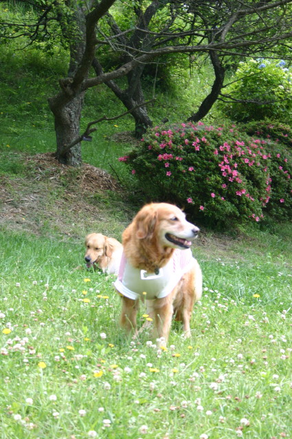 ファイル 308-3.jpg