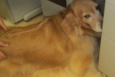 ファイル 3081-3.jpg