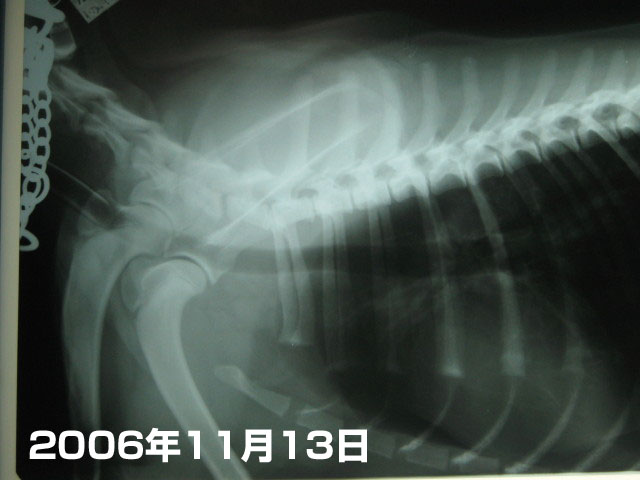 ファイル 309-1.jpg