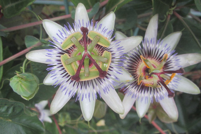 ファイル 3096-1.jpg