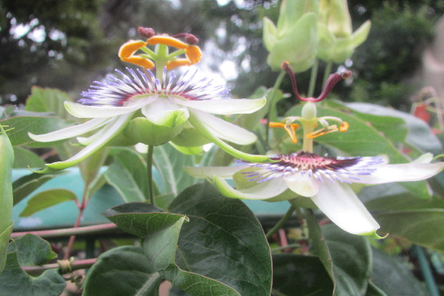 ファイル 3096-2.jpg