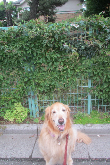 ファイル 3096-3.jpg