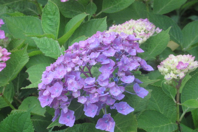 ファイル 3096-5.jpg