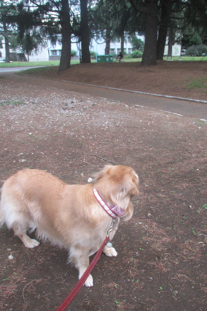 ファイル 3101-1.jpg