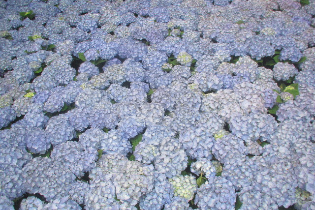 ファイル 3109-1.jpg