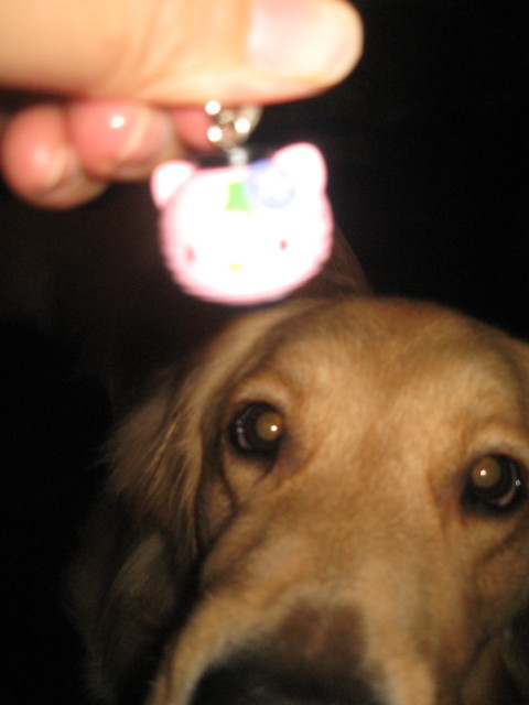 ファイル 311-1.jpg