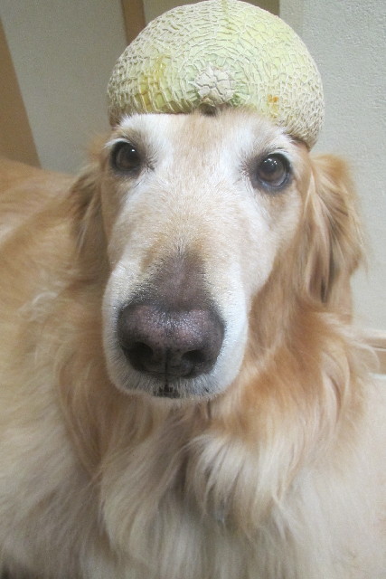 ファイル 3129-5.jpg