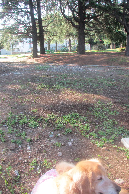 ファイル 3131-2.jpg