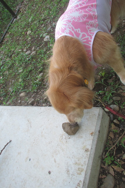 ファイル 3136-2.jpg