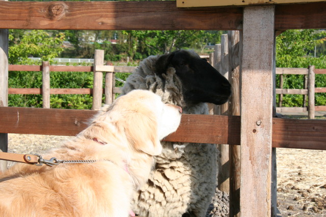 ファイル 316-1.jpg