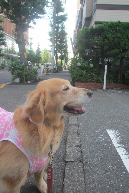 ファイル 3161-4.jpg