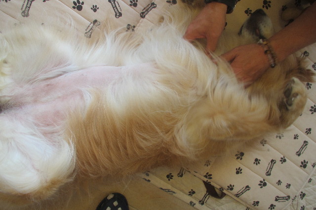 ファイル 3162-1.jpg