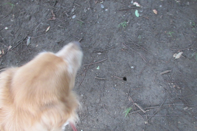 ファイル 3168-5.jpg