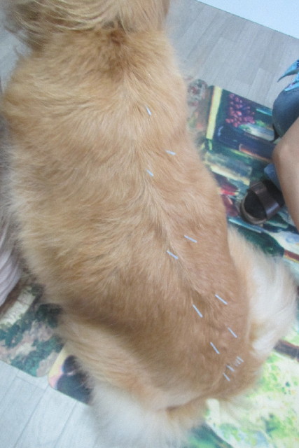 ファイル 3171-1.jpg