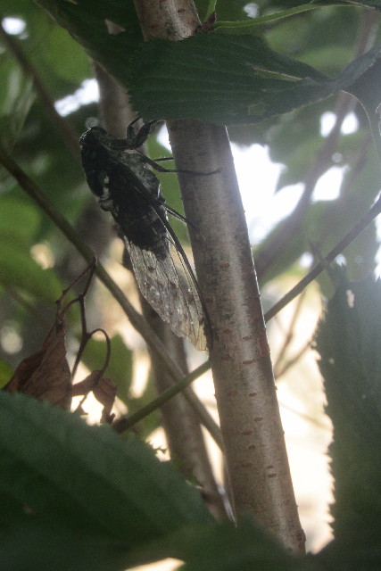 ファイル 3219-1.jpg