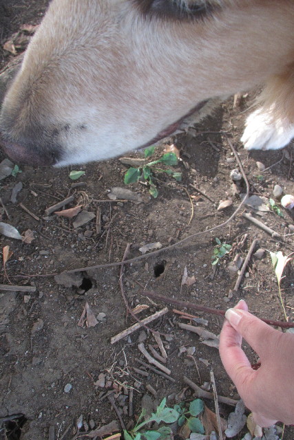 ファイル 3219-2.jpg