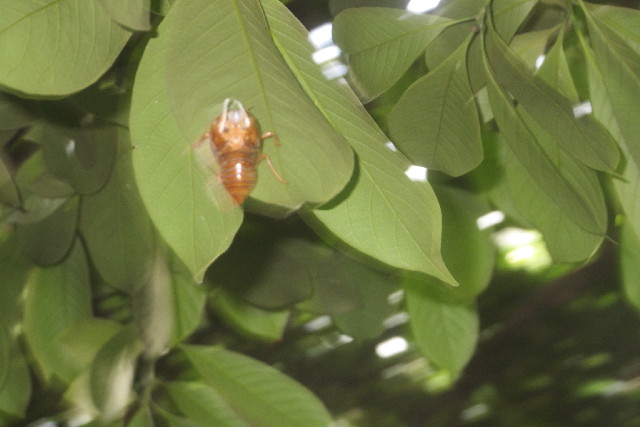 ファイル 3219-3.jpg